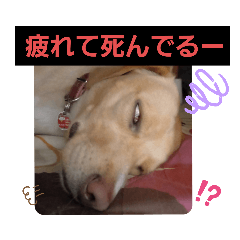[LINEスタンプ] ビーグルミックス犬くぅちゃん