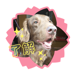 [LINEスタンプ] DUKE氏