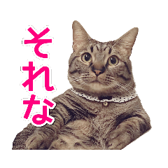 [LINEスタンプ] 短足マンチカンの使える日常の言葉