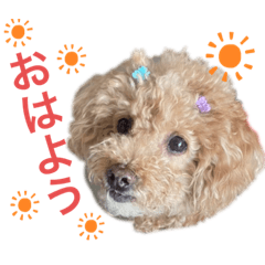 [LINEスタンプ] トイプMiniのスタンプ