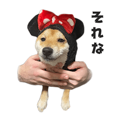 [LINEスタンプ] きつね顔たぬぱち(豆柴）。