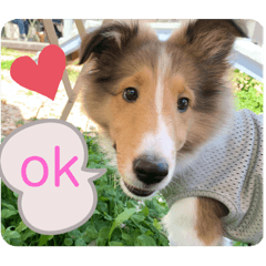 [LINEスタンプ] シェルティの子犬ロン