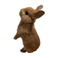 [LINEスタンプ] rabbit_kinako..
