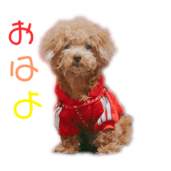 [LINEスタンプ] ぷーちゃん.