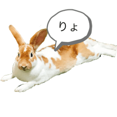 [LINEスタンプ] ウサギのねぎちゃん