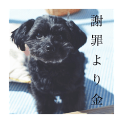 [LINEスタンプ] 毒を吐くいっぬ。