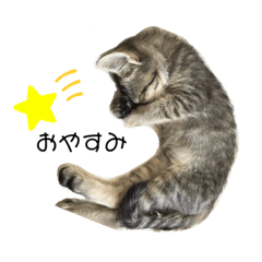 [LINEスタンプ] neco×neco
