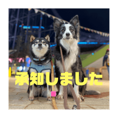 [LINEスタンプ] リィリー＆まめスタンプ