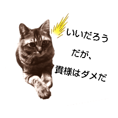 [LINEスタンプ] えらそうな猫様