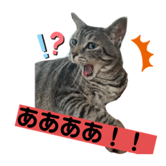 [LINEスタンプ] うちの天使！ちぃにゃん！