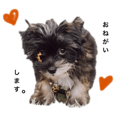 [LINEスタンプ] あたちチャイクレのDunia。