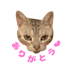 [LINEスタンプ] 虎太郎くんのスタンプ