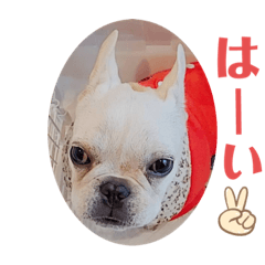 [LINEスタンプ] フレンチブルドッグのいちごちゃん2
