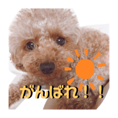 [LINEスタンプ] あずきこてつ