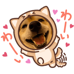 [LINEスタンプ] 豆柴Q太の感情