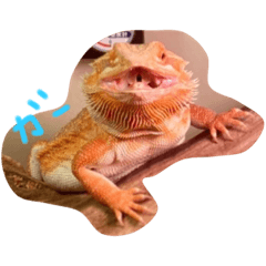 [LINEスタンプ] フトアゴヒゲトカゲのかわい子ちゃん