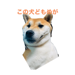 [LINEスタンプ] しんたろう1
