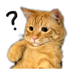 [LINEスタンプ] うちの茶トラたち