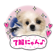 [LINEスタンプ] あねららちゃん