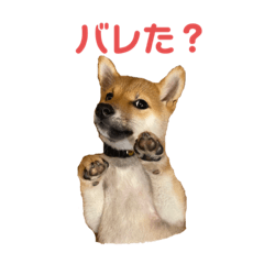 [LINEスタンプ] 柴犬おはぎの毎日スタンプ2