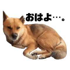 [LINEスタンプ] 熟女犬 ゼン