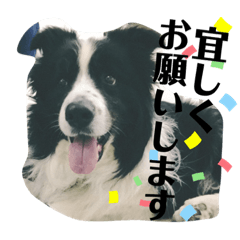 [LINEスタンプ] 関根家の愛犬