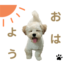 [LINEスタンプ] くーの助