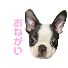 [LINEスタンプ] おれロジャー2️⃣