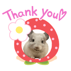 [LINEスタンプ] チンチラはにーちゃん