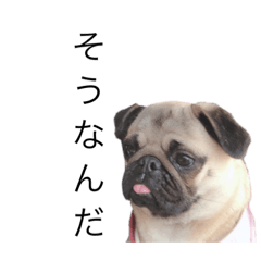 [LINEスタンプ] 犬と猫って癒しだよね