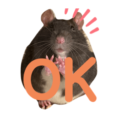 [LINEスタンプ] ファンシーラット大集合。