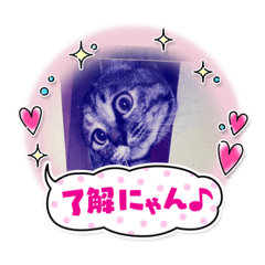 [LINEスタンプ] なこちんの猫スタンプ