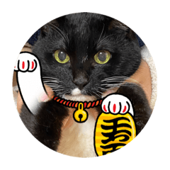 [LINEスタンプ] めいちゃんの変身
