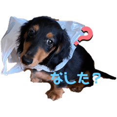 [LINEスタンプ] 武蔵、松、雲丹、紅