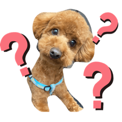 [LINEスタンプ] りっぴーの毎日