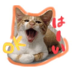[LINEスタンプ] かげとら君のスタンプ