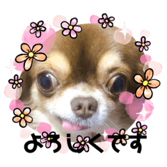 [LINEスタンプ] チワンズです