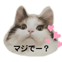 [LINEスタンプ] ねこちこ1