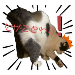 [LINEスタンプ] スコティッシュ今日も行く6
