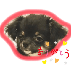 [LINEスタンプ] パピー犬//ご挨拶スタンプ トイプー＆チワワ