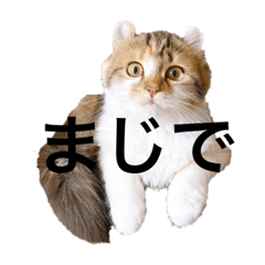 [LINEスタンプ] ねむねこスタンプ