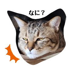 [LINEスタンプ] キジトラ双子猫アルムとキヨミ