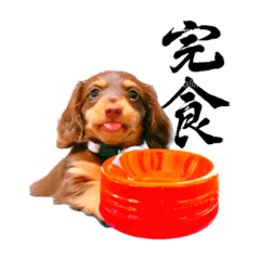 [LINEスタンプ] COCOちゃん日常スタンプ2