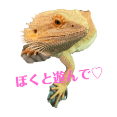 [LINEスタンプ] ふとあごひげとかげ大福君