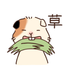 [LINEスタンプ] もるスケVol.1 かわいいモルモットの男の子