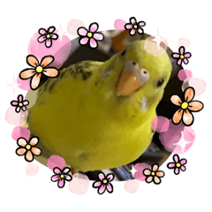 [LINEスタンプ] インコのひなちゃん便り