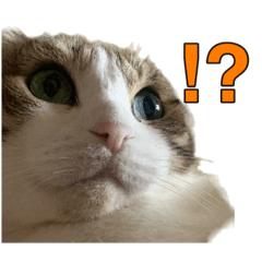 [LINEスタンプ] まるみを帯びた猫