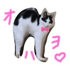 [LINEスタンプ] ハチワレポクちゃん