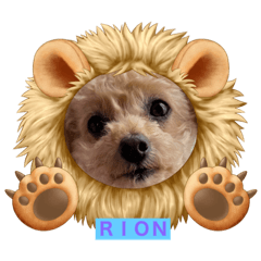 [LINEスタンプ] トイプードルRION