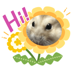[LINEスタンプ] きなこくんの英語バージョンスタンプ
